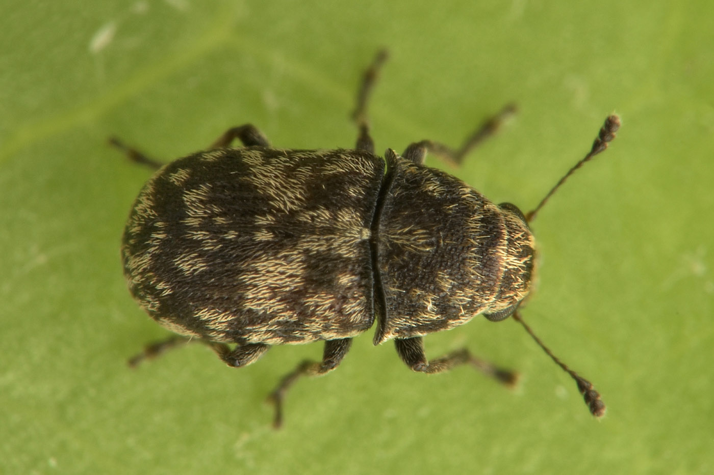 Anthribidae: Eusphyrus sp?  S, Eusphyrus vasconicus